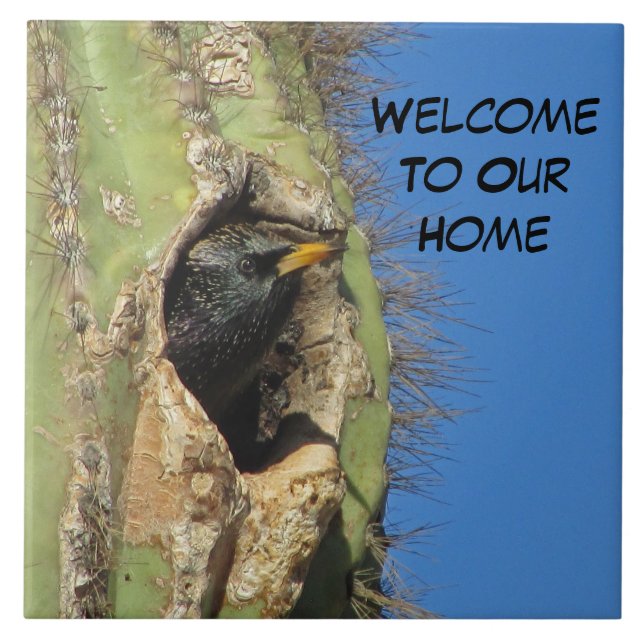 Carreau Starling dans Saguaro Cactus Photo Southwest Bird (Devant)