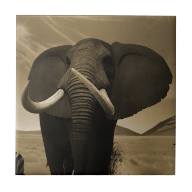 Carreau Stature de Majestic (Devant)