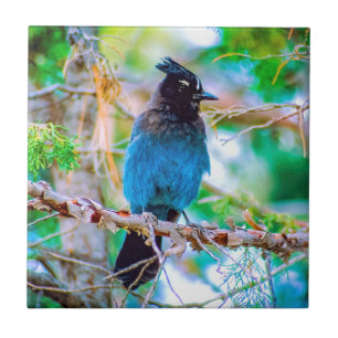 Carreau Steller's Jay - Photographie originale