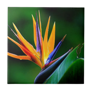Carreau Strelitzia. Oiseau de fleur de paradis