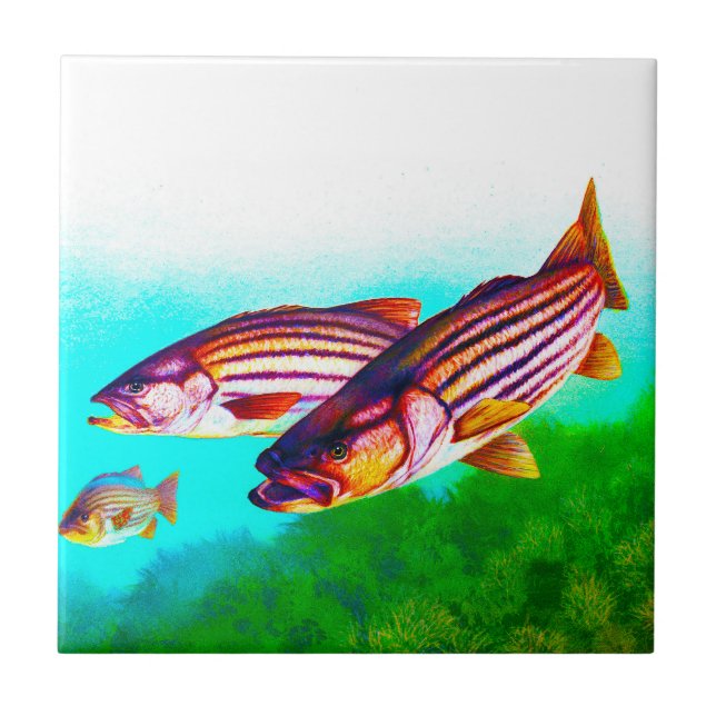 Carreau Striper d'Océan atlantique de bar d'Amérique (Devant)
