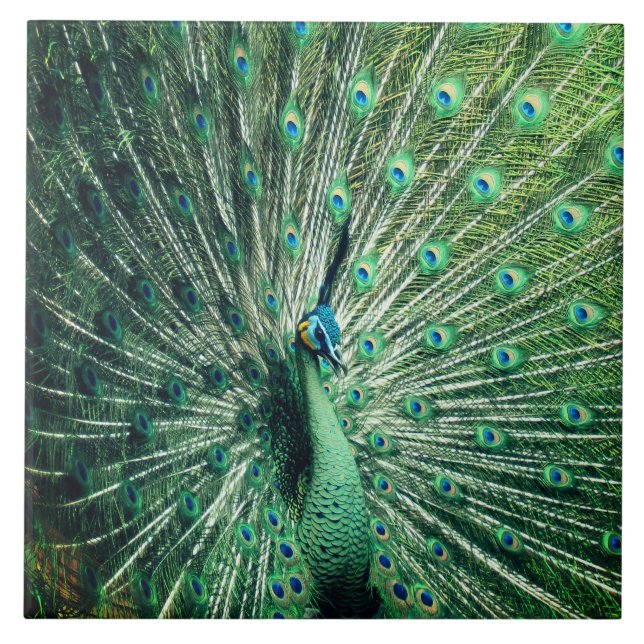 Carreau Strut Peacock (Devant)