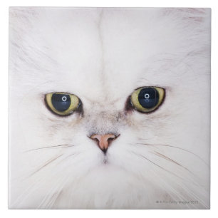 Carreau Studio tiré du chat persan blanc