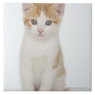 Carreau Studio tiré du chaton