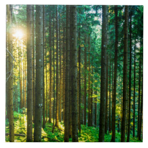 Carreau Sunlight Through Forest Trees