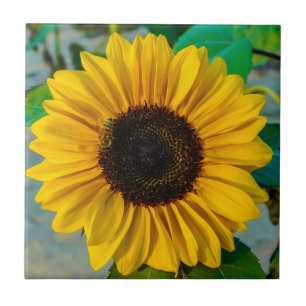Carreau Suprême du tournesol