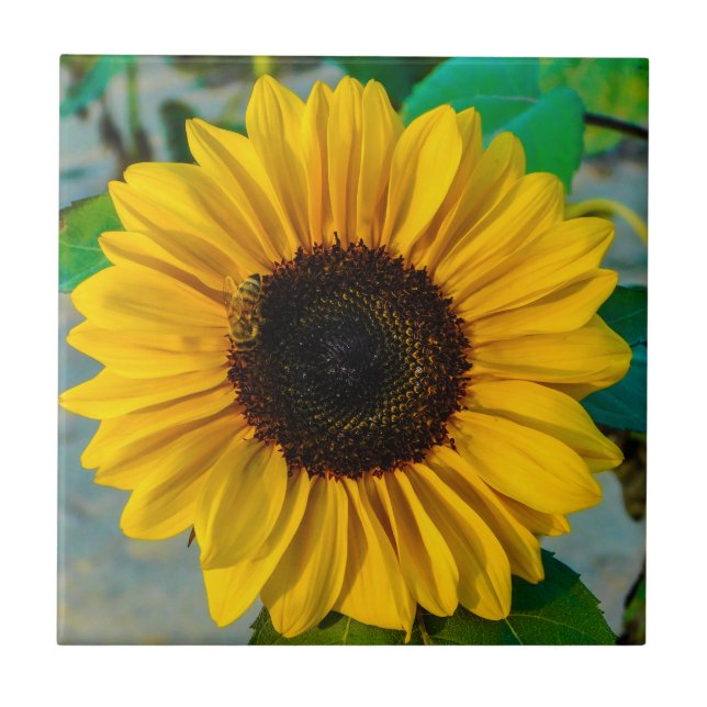 Carreau Suprême du tournesol (Devant)