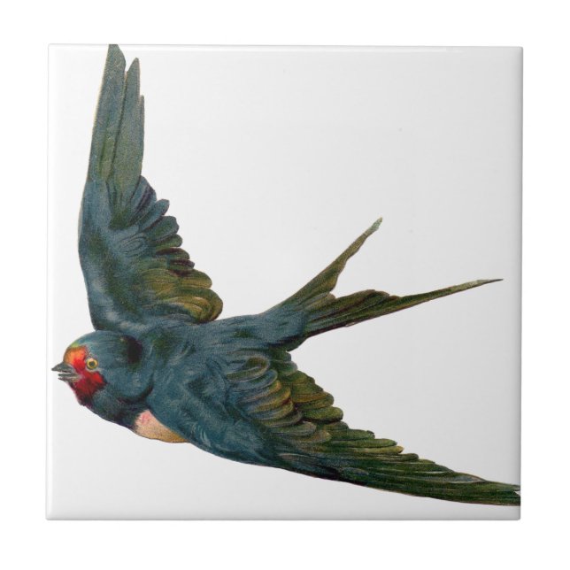 Carreau Swallow (Devant)