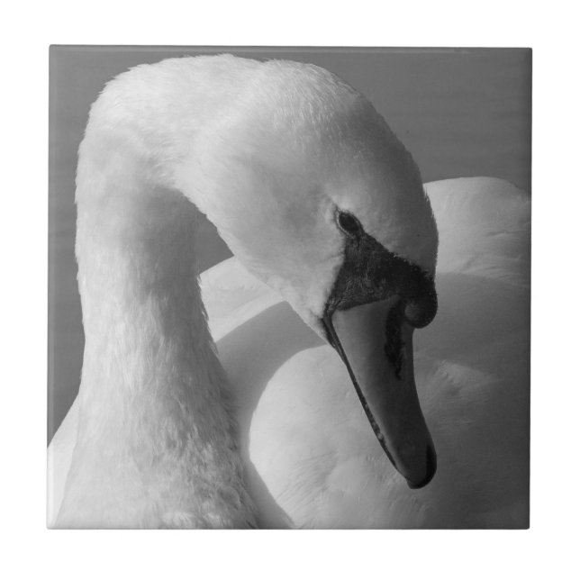 Carreau Swan (B&W) (Devant)