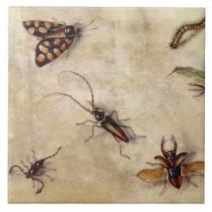 Carreau T31567 une étude de divers insectes, fruit et