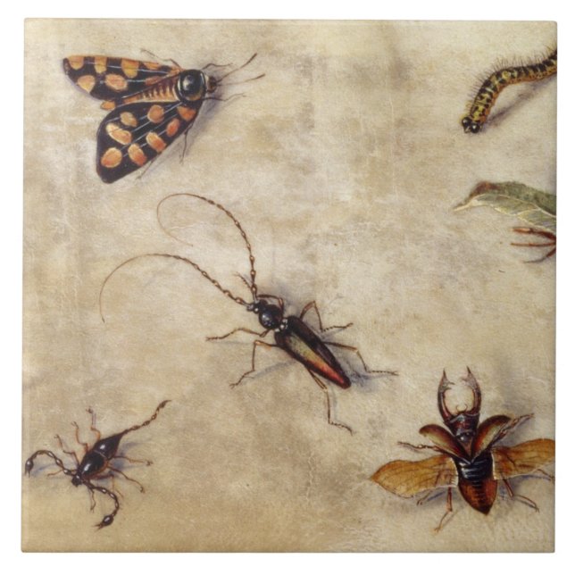 Carreau T31567 une étude de divers insectes, fruit et (Devant)