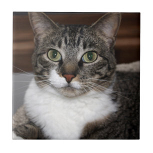 Carreau Tabby Cat Vous regardez Photo Animaux