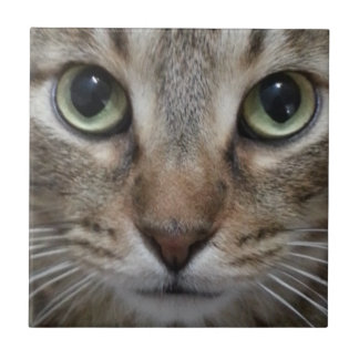 Carreau Tabby Chat Brown
