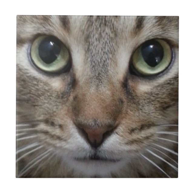 Carreau Tabby Chat Brown (Devant)