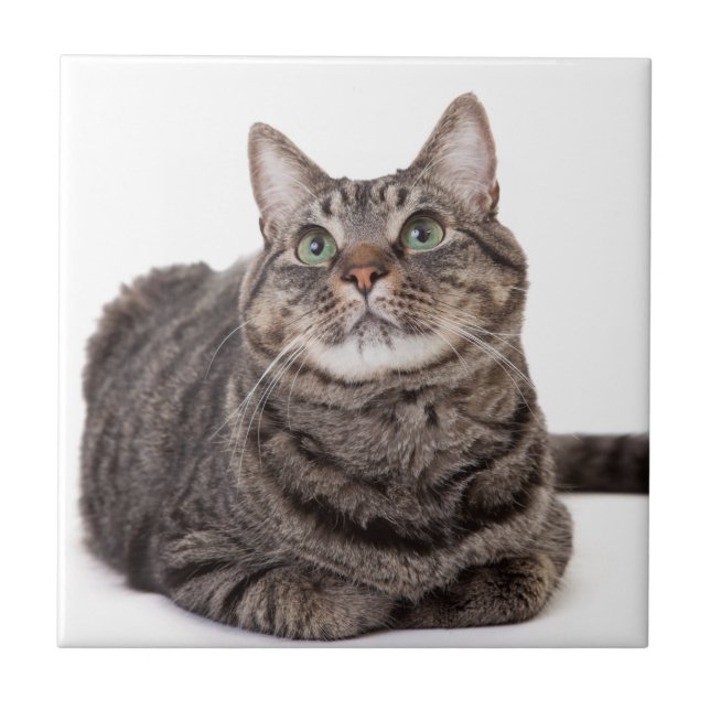 Carreau Tabby Gris (Devant)