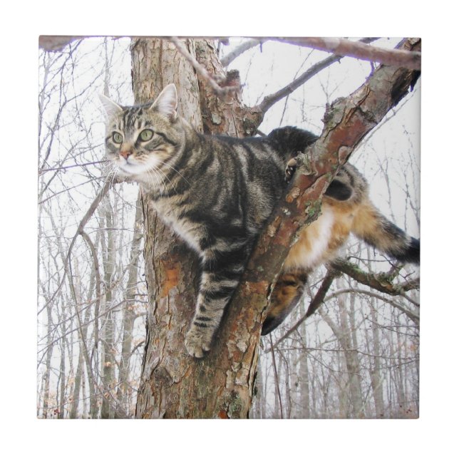 Carreau Tabbycat (Devant)