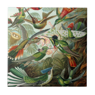 Carreau tableau classique de la faune des oiseaux colibris