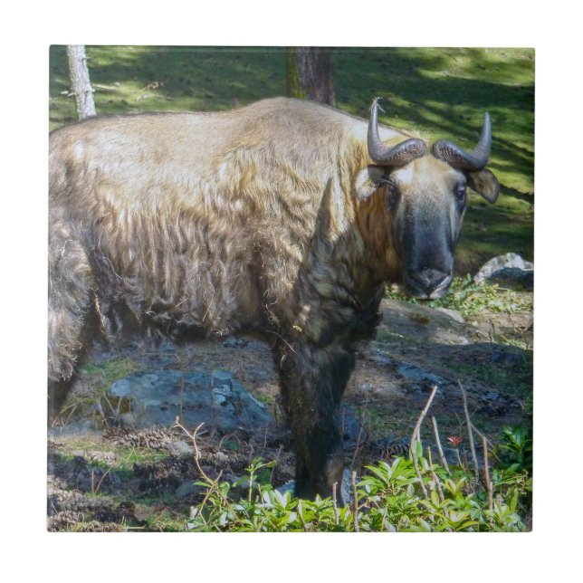 Carreau Takin, animal national du Bhoutan - Himalaya, Asie (Devant)