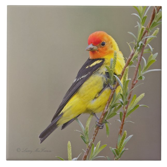 Carreau Tanager occidental (Devant)