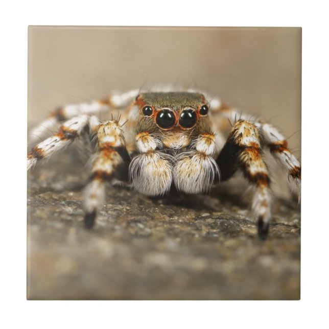 Carreau Tarantula Jumping Bird Spider fantastiques accesso (Devant)