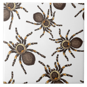 Carreau Tarantula sur blanc