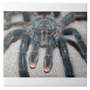 Carreau tarantule bleue