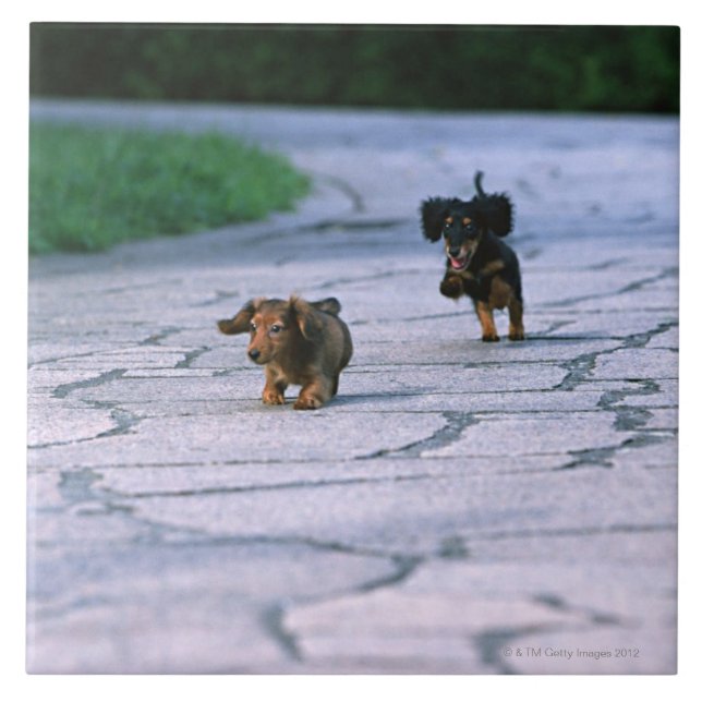 Carreau Teckel miniature 3 (Devant)