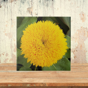 Carreau Teddy Jaune Ours Fleur de soleil Floral