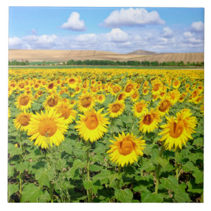 Carreau Terrain de tournesol