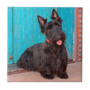 Carreau Terrier écossais assis près d'une porte colorée