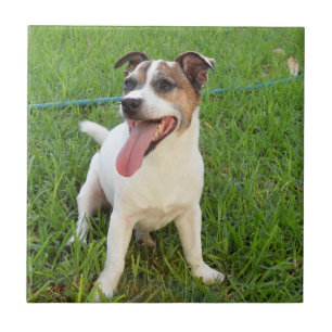 Carreau Terrier Fox, Langue Pendante,