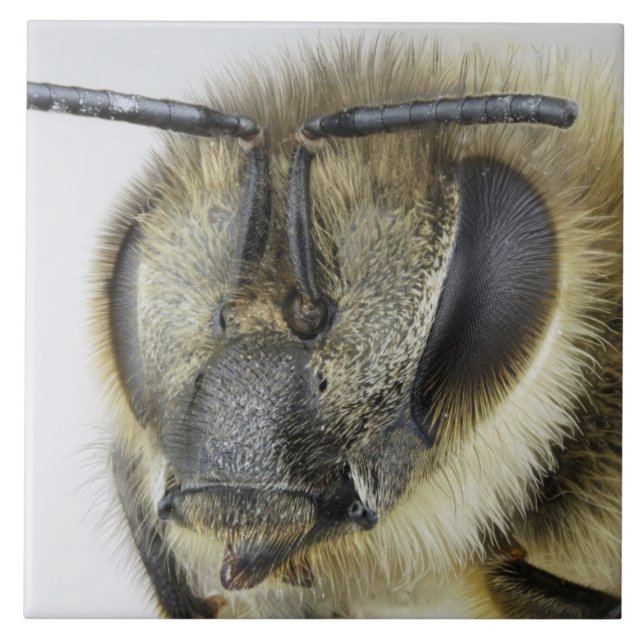Carreau Tête d'abeille (Devant)