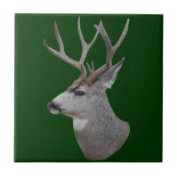 Tête de cerf mulet D27