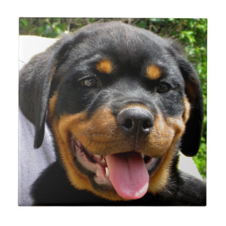 Carreau Tête de chiot Rottweiler Chien mignonne