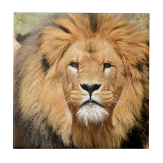 Carreau Tête de Lions