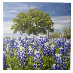 Carreau Texas bluebonnets (lupinus texensis) et chêne