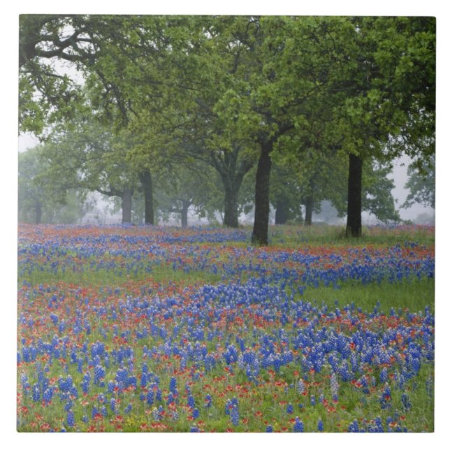 Carreau Texas Hill Country, Texas Paintbrush et (Devant)