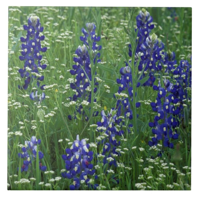Carreau Texas, lac Buchanan. Bluebonnet et sauvage du Texa (Devant)