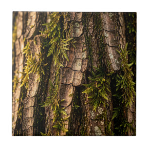 Carreau Texture de forêt d'écorce d'arbre moussu