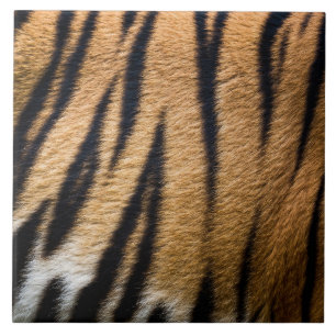 Carreau texture fourrure peau animal tigre rayures nature