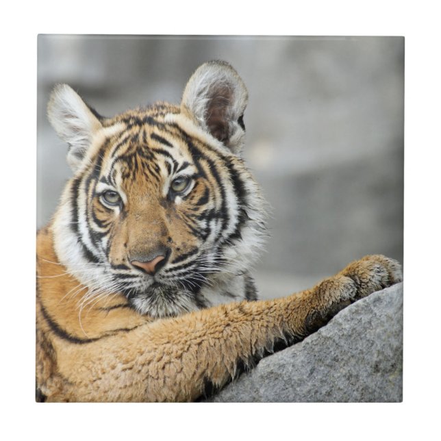 Carreau Tiger017 (Devant)