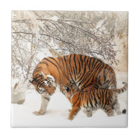 Tiger Mère et bébé