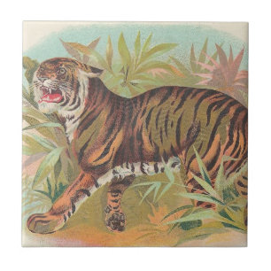 Carreau Tigre