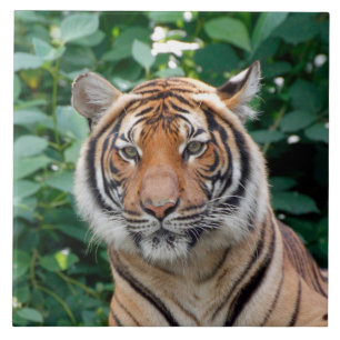 Carreau Tigre 001