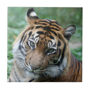 Carreau Tigre 013
