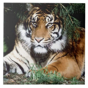 Carreau Tigre appréciant l'ombre