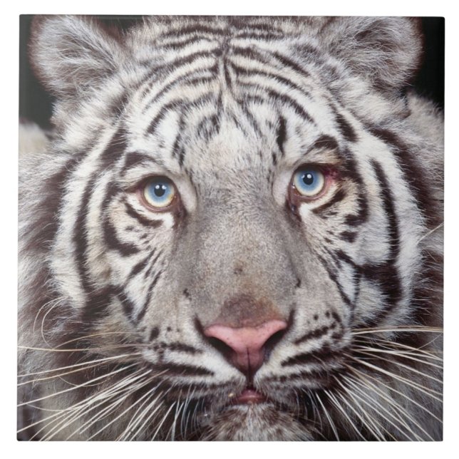 Carreau Tigre blanc (Devant)