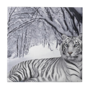 Carreau Tigre blanc de neige