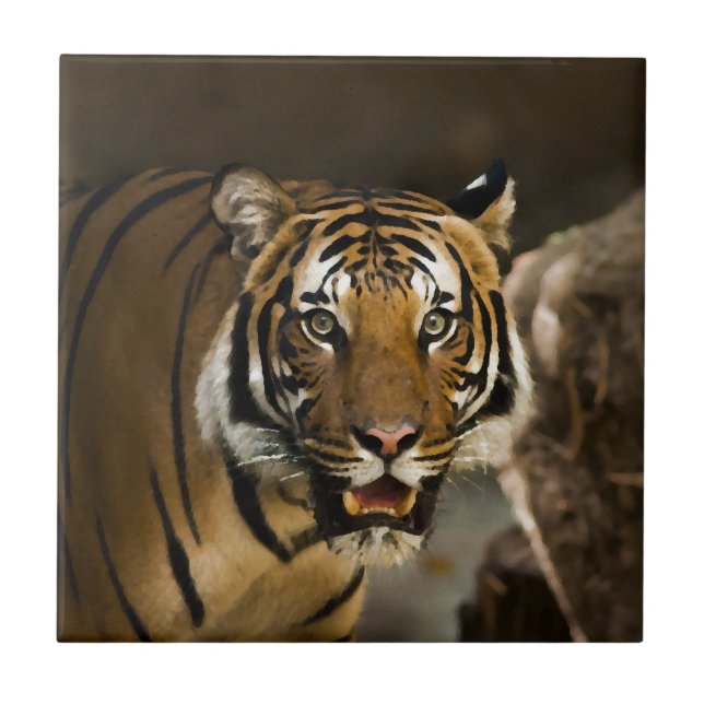 Carreau Tigre de Sibérie (Devant)
