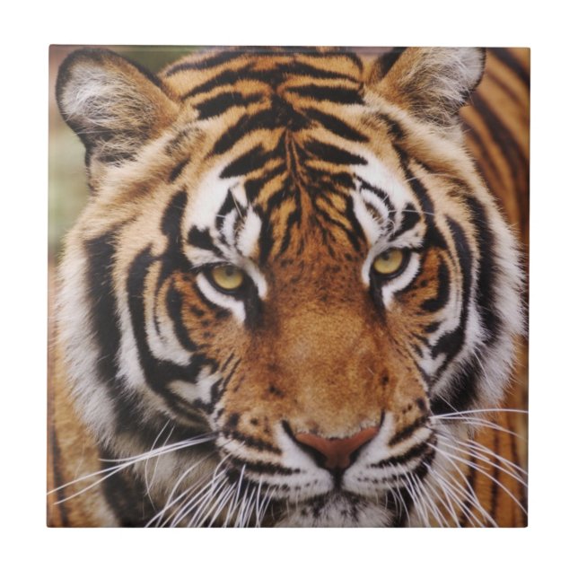 Carreau Tigre du Bengale, Panthera tigris (Devant)